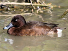 Hardhead (WWT Slimbridge April 2011) - pic by Nigel Key