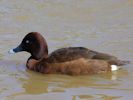 Hardhead (WWT Slimbridge April 2013) - pic by Nigel Key