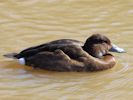 Hardhead (WWT Slimbridge April 2013) - pic by Nigel Key