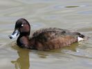 Hardhead (WWT Slimbridge May 2013) - pic by Nigel Key