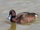 Hardhead (WWT Slimbridge May 2013) - pic by Nigel Key