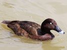 Hardhead (WWT Slimbridge July 2013) - pic by Nigel Key