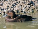 Hardhead (WWT Slimbridge September 2013) - pic by Nigel Key