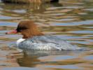 Common Merganser (WWT Slimbridge March 2012) - pic by Nigel Key