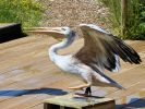 Sprout - Pink-backed Pelican (WWT Slimbridge July 2024) - pic by Nigel Key