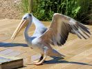 Sprout - Pink-backed Pelican (WWT Slimbridge July 2024) - pic by Nigel Key