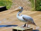 Sprout - Pink-backed Pelican (WWT Slimbridge July 2024) - pic by Nigel Key
