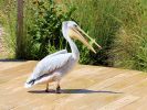 Sprout - Pink-backed Pelican (WWT Slimbridge July 2024) - pic by Nigel Key