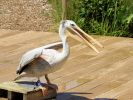 Sprout - Pink-backed Pelican (WWT Slimbridge July 2024) - pic by Nigel Key