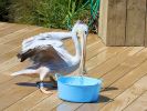 Sprout - Pink-backed Pelican (WWT Slimbridge July 2024) - pic by Nigel Key