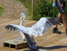 Sprout - Pink-backed Pelican (WWT Slimbridge July 2024) - pic by Nigel Key