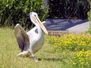 Sprout - Pink-backed Pelican (WWT Slimbridge July 2024) - pic by Nigel Key