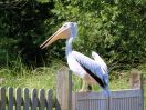 Sprout - Pink-backed Pelican (WWT Slimbridge July 2024) - pic by Nigel Key