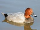 Pochard (WWT Slimbridge October 2008) - pic by Nigel Key