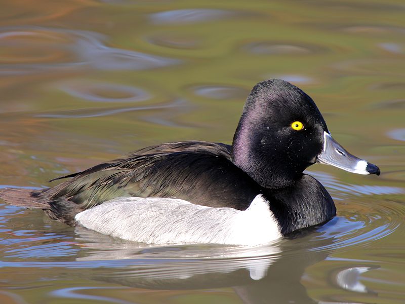 Why it's called a Ring-necked Duck (even though ring-billed would make more  sense) | Birds of New England.com