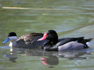 Rosybill (WWT Slimbridge April 2011) - pic by Nigel Key