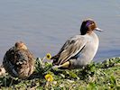 Eurasian Teal (WWT Slimbridge March 2017) - pic by Nigel Key