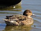 Eurasian Teal (WWT Slimbridge March 2017) - pic by Nigel Key