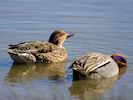 Eurasian Teal (WWT Slimbridge March 2017) - pic by Nigel Key