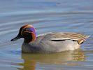 Eurasian Teal (WWT Slimbridge March 2017) - pic by Nigel Key