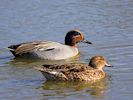 Eurasian Teal (WWT Slimbridge March 2017) - pic by Nigel Key