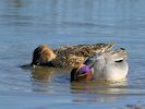 Eurasian Teal (WWT Slimbridge March 2017) - pic by Nigel Key