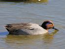 Eurasian Teal (WWT Slimbridge March 2017) - pic by Nigel Key