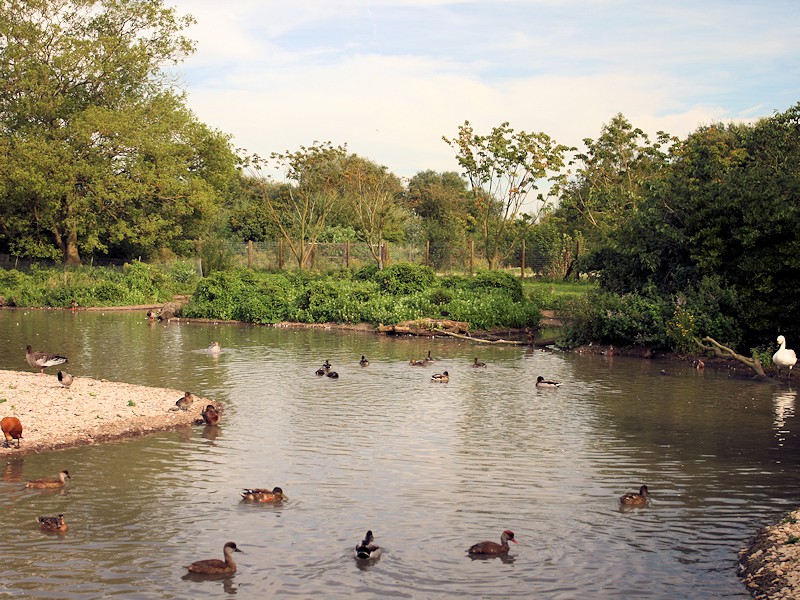 Asia Zone - WWT Slimbridge