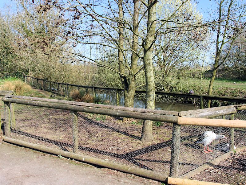 Geese Of The World - WWT Slimbridge