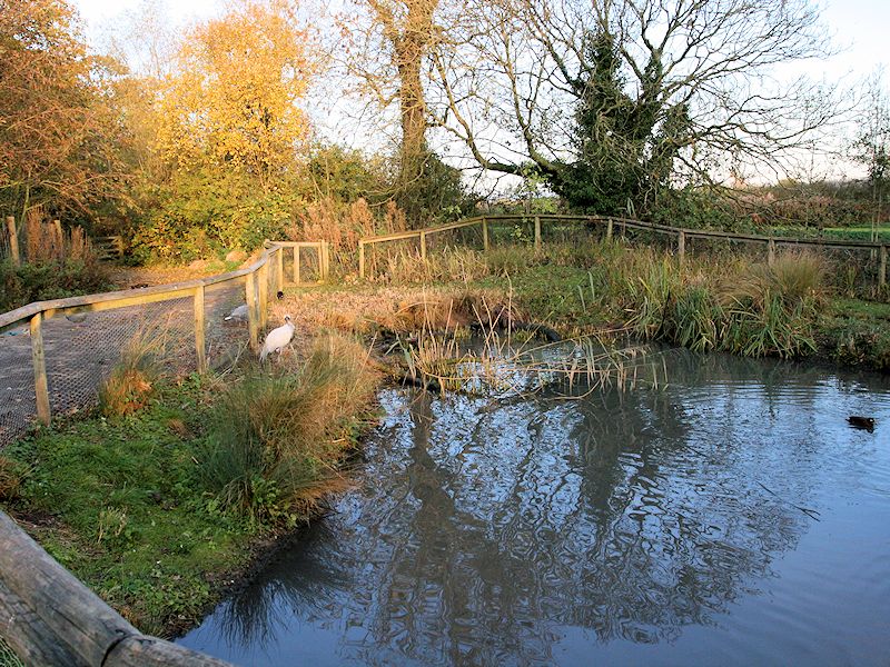 Geese Of The World - WWT Slimbridge