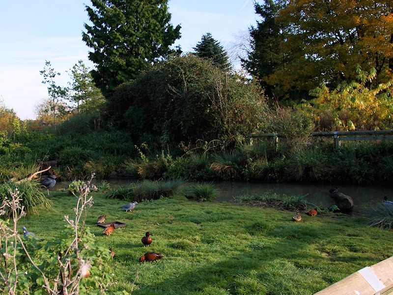 South America Zone - WWT Slimbridge