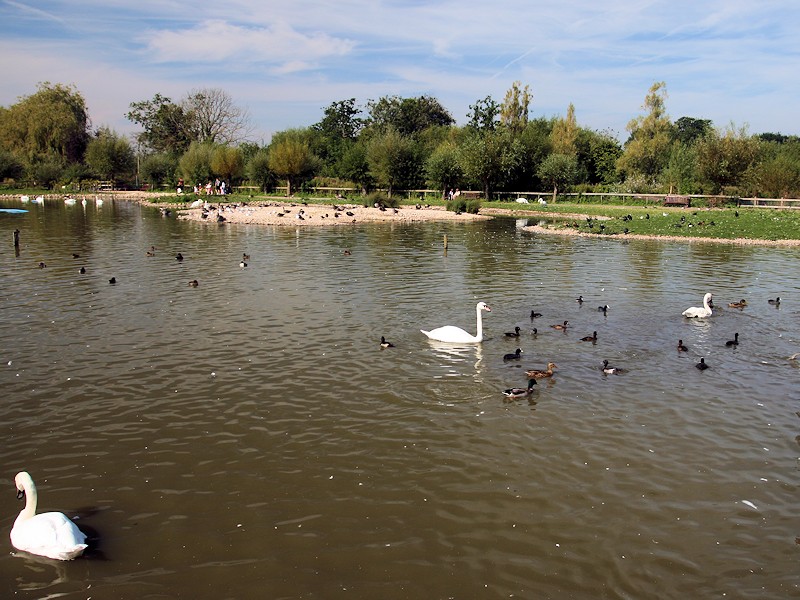 Swan Lake Zone - WWT Slimbridge