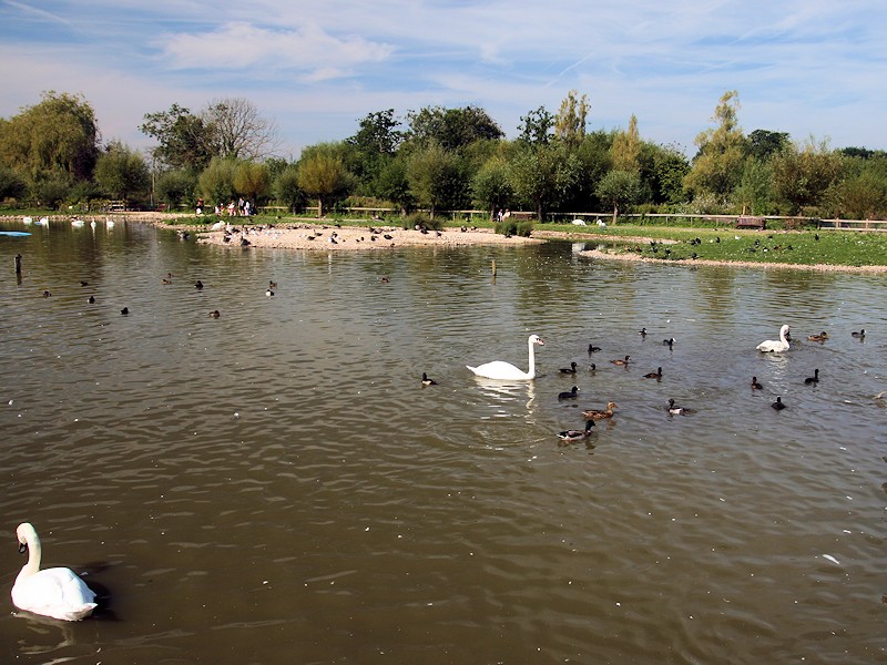 Swan Lake - WWT Slimbridge