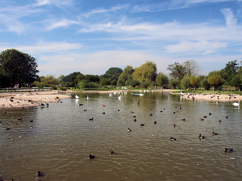 Swan Lake - WWTSlimbridge