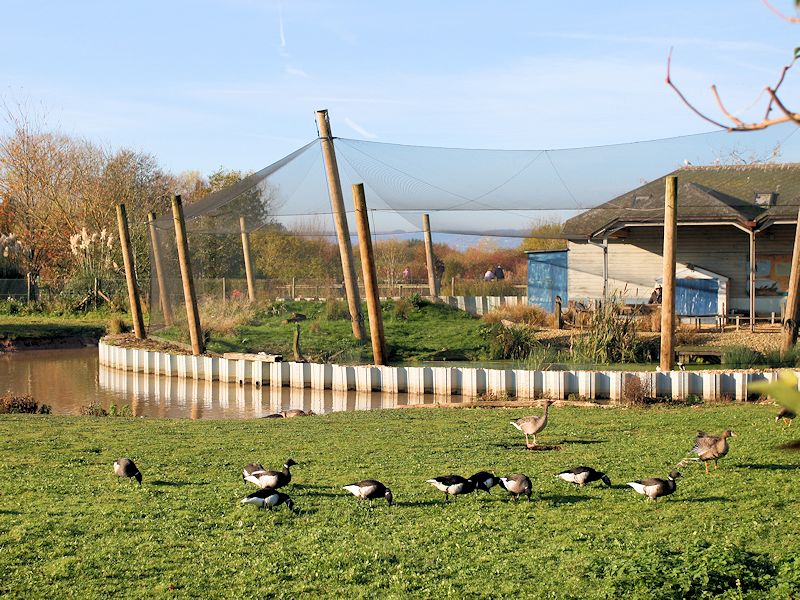 Wader Shore Zone - WWT Slimbridge